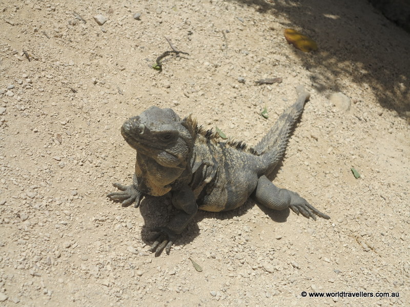 iguana 2